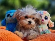 Teacup Morkie Yavrularımız 