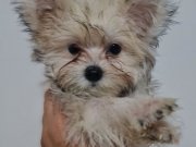 Tedyface Morkie Yavrularımız 