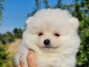 Tedyface Şecereli Pomeranian Yavrularımız 