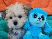 Evin Neşesi Morkie Yavrularımız 