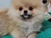 Şecereli Teacup Pomeranian Yavrularımız 