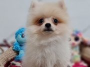 Mini Boy Şecere Belgeli Pomeranian Yavrularımız 