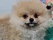 Teacup Şecereli Pomeranian Yavrularımız 