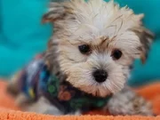 Neşe Kaynağı Morkie 