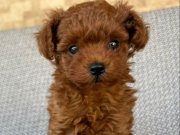 Irka standartlarında şecereli erkek Toy Poodle yavrumuz 