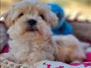 Evin neşesi Morkie Bebekler