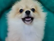 Sevimli Teacup Pomeranian Yavrularımız 