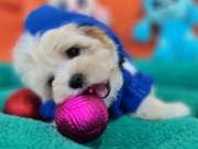 Teacup Morkie Yavrumuz 
