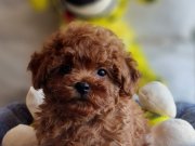 Şecereli Toy Poodle Mini Boy Yavrularımız 