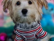 Şirin mi şirin Morkie Yavrumuz 