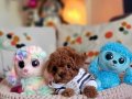 Şecereli Kore Toy Poodle Yavrularımız 