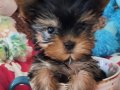 Şecereli Teacup Yorkshire Terrier Yavrularımız 