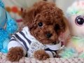 Şecereli Teacup Dişi Toy Poodle 