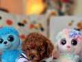 Şecereli Teacup Dişi Toy Poodle 