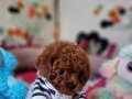 Şecereli Teacup Dişi Toy Poodle 