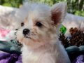 Orjinal Teacup Morkie Yavrularımız