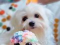 Orjinal Teacup Şecereli Maltese Yavrularımız 