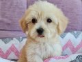 Orjinal Maltepoo Yavrularımız 