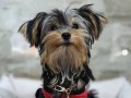 4 Aylık Teacup Şecereli Yorkshire Terrier Yavrular 