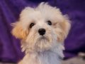 Orjinal Maltipoo Yavrular 
