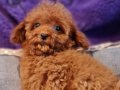Şecereli Dişi Teacup Toy Poodle 