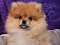Şecereli Teacup Tedybear Pomeranian 