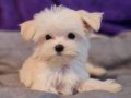 Orjinal Teacup Morkie Yavrularımız