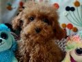 Şecereli Teacup Dişi Toy Poodle Yavrumuz 