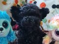 Micro Teacup Şecereli Toy Poodle Yavrularımız 