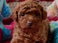 Şecereli Teacup Toy Poodle Yavrularımız 