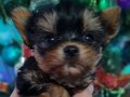 Şecereli Teacup Yorkshire Terrier Yavrularımız 