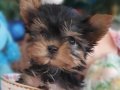 Şecereli Teacup Yorkshire Terrier Yavrularımız 