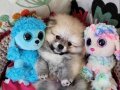 Mükemmel Kalite ŞecereliTedybear Pomeranian Yavrularımız 