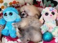 Teacup Tedybear Pomeranian Yavrularımız 