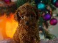 Şecereli Teacup Kore Toy Poodle Yavrularımız 
