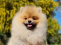 6 Aylık Dişi Tedyface Pomeranian Yavrumuz 