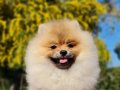 6 Aylık Dişi Tedyface Pomeranian Yavrumuz 
