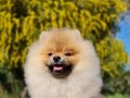 6 Aylık Dişi Tedyface Pomeranian Yavrumuz 