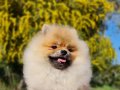 6 Aylık Dişi Tedyface Pomeranian Yavrumuz 