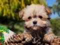Teacup Morkie Yavrular 