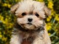 Teacup Morkie Yavrular 