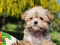 Teacup Morkie Yavrular 