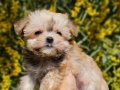 Teacup Morkie Yavrular 