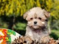 Teacup Morkie Yavrular 