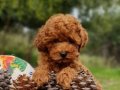 Orjinal Şecereli Toy Poodle Yavrularımız 