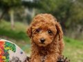Orjinal Şecereli Toy Poodle Yavrularımız 