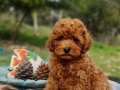 Orjinal Şecereli Toy Poodle Yavrularımız 