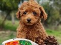 Orjinal Şecereli Toy Poodle Yavrularımız 