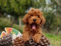 Orjinal Şecereli Toy Poodle Yavrularımız 