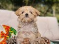 Neşe kaynağı Morkie Yavrumuz 